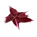 Catrice Lipstick Shine Bomb 100, 3.5 g