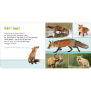 Ars Edition Hör mal rein, wer kann das sein? Waldtiere, 1 Stuk